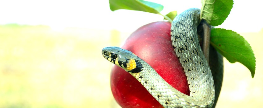 serpent tempter